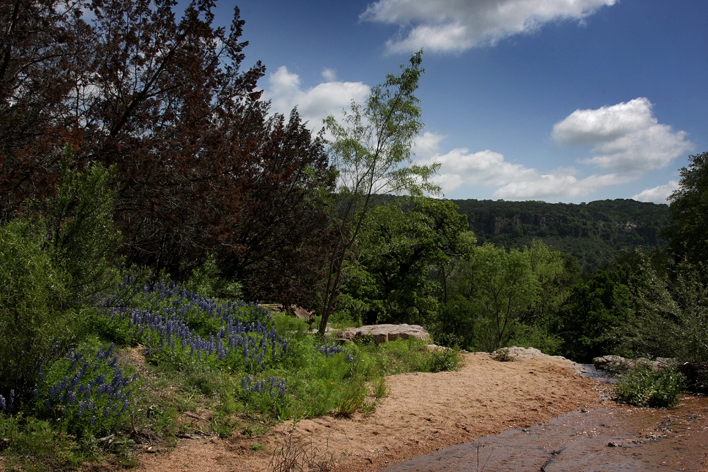 Bluebonnets By the Arroyo