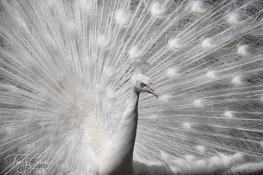 The Green-Eyed Peacock