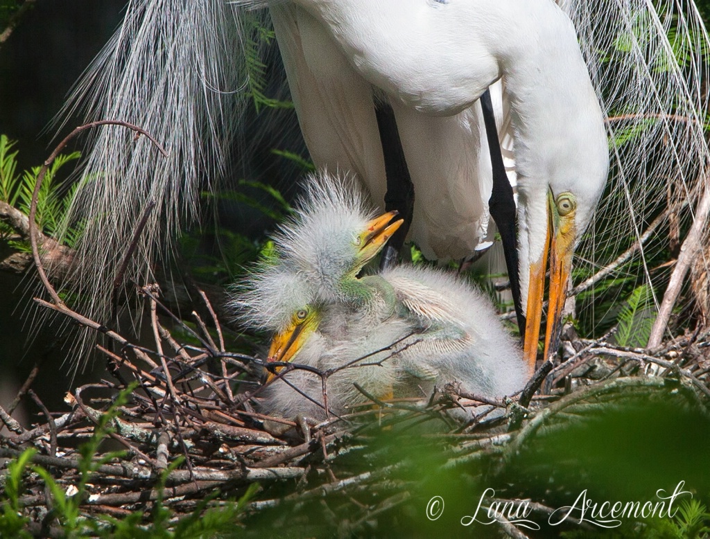 Securing The Nest