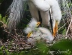 Securing The Nest