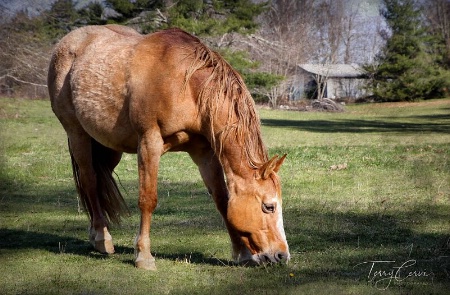 Morning Graze