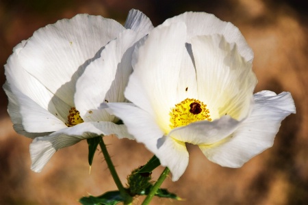 A PAIR OF WHITE FLOWERS