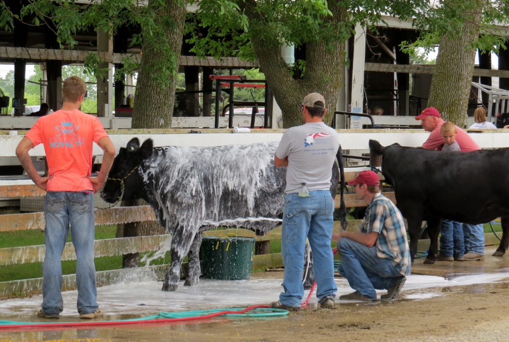 Workin' At The Cow Wash