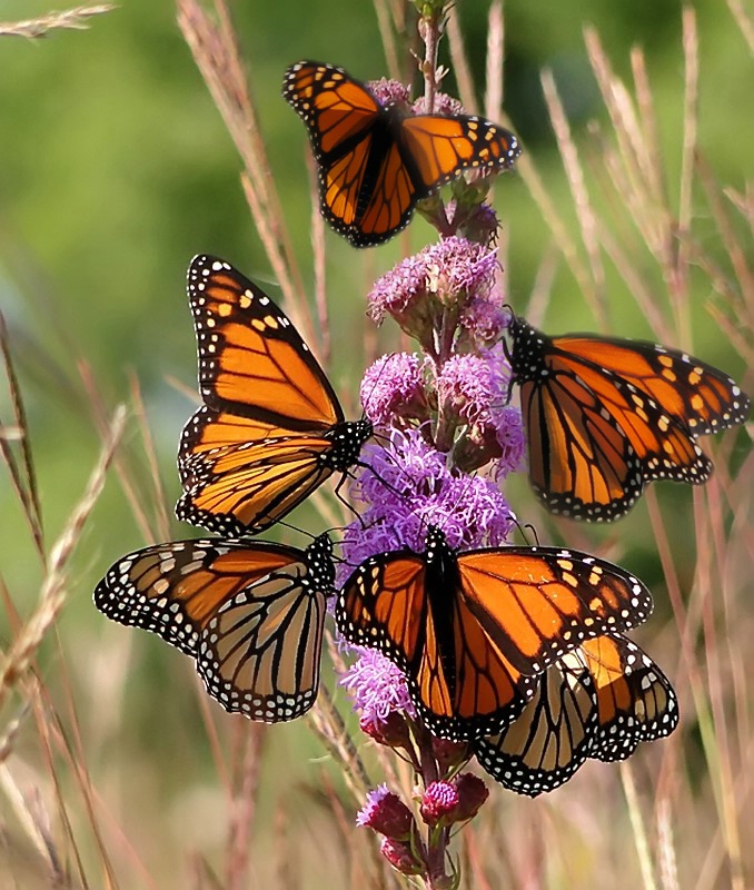 Monarch Migration