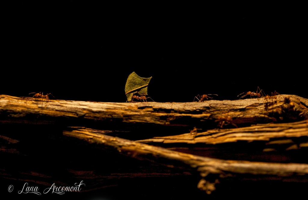 Leaf Cutter Ants