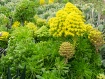 Green and Yellow