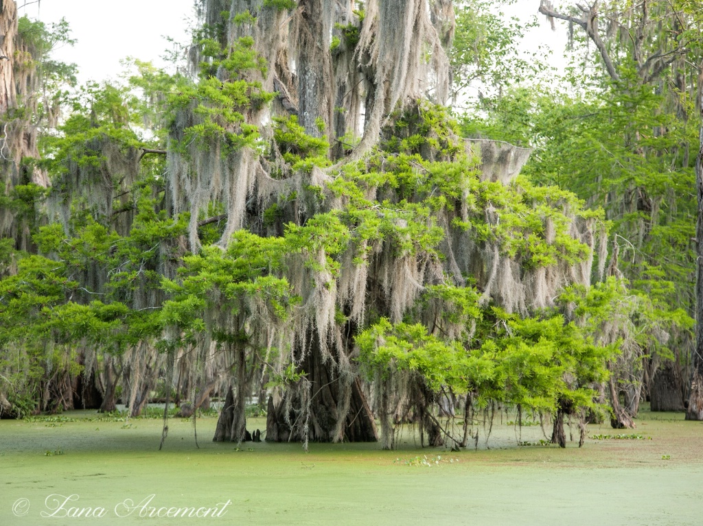 Cypress Tree