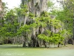Cypress Tree