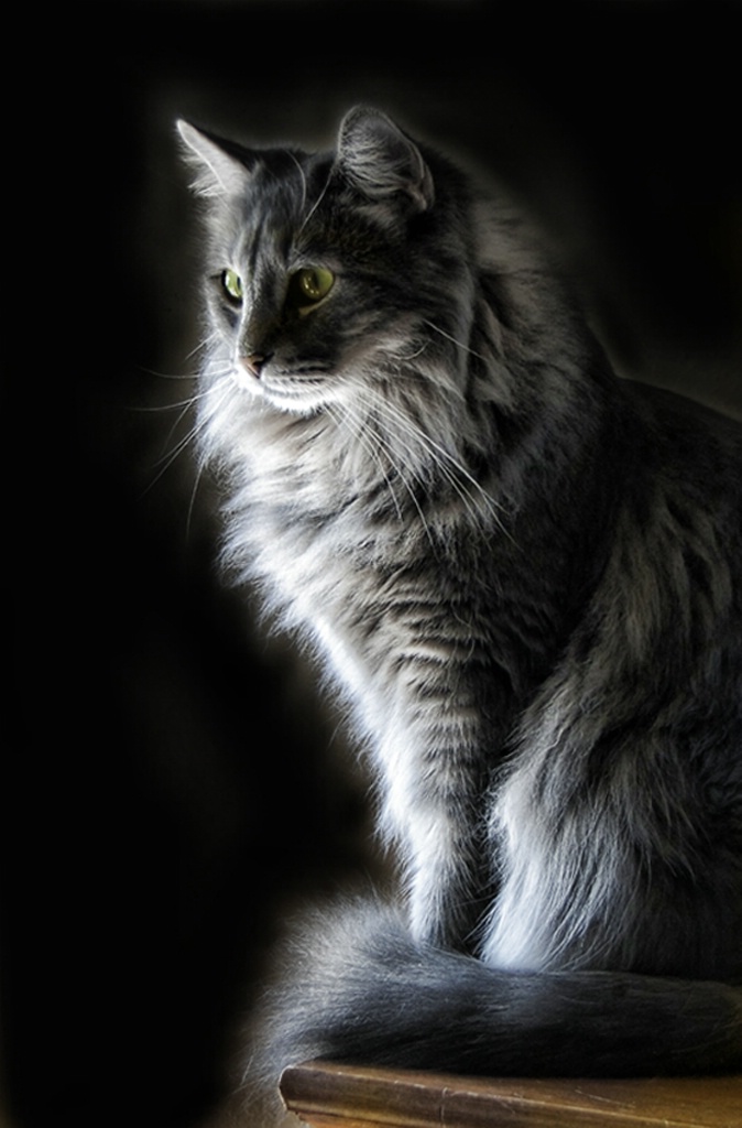 Backlit Kittycat