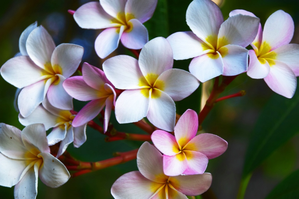 PRETTY FLOWERS