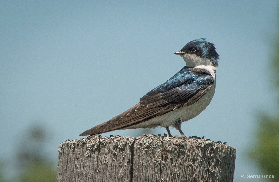 Tree Swallow Glancing Back