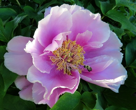 Peony And Bee