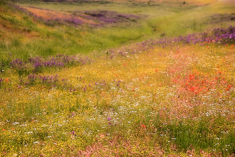 Oklahoma Wildflowers