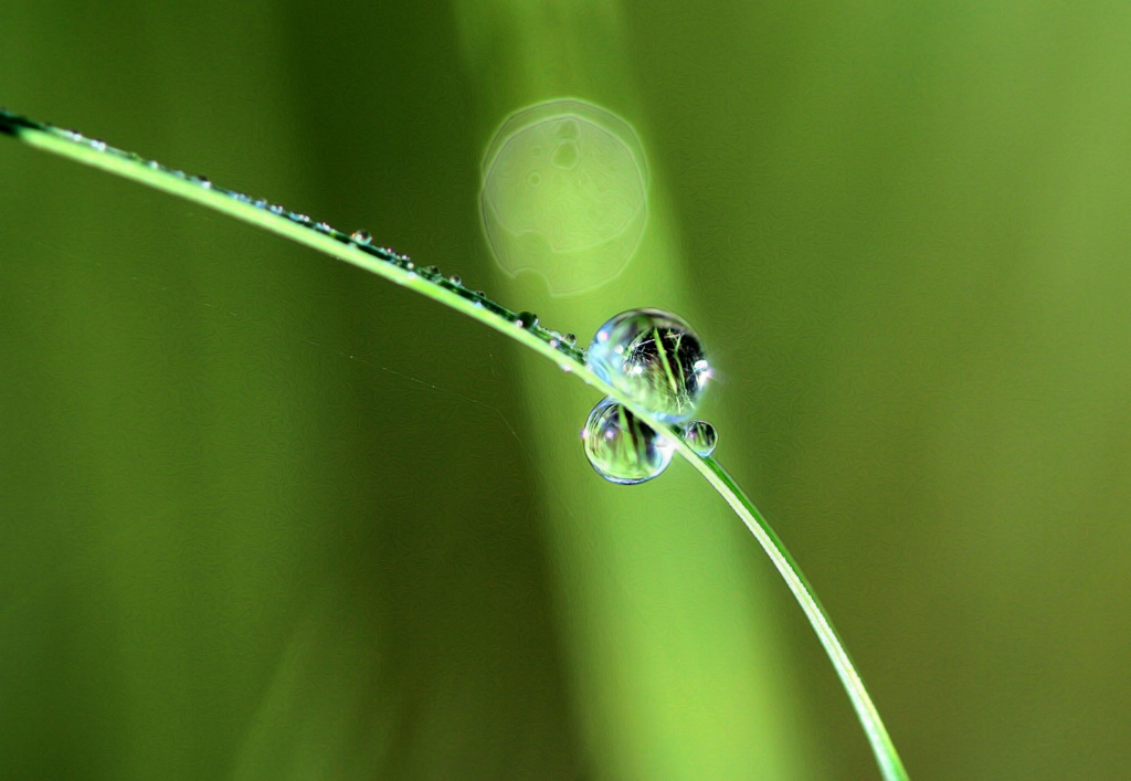 Macro In The Greenbelt