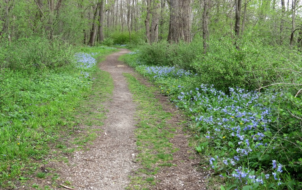 Bluebell Walk