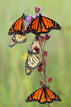 Monarch Migration