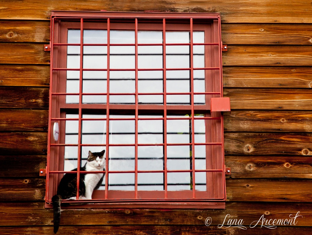 Cat In The Window