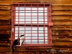 Cat In The Window