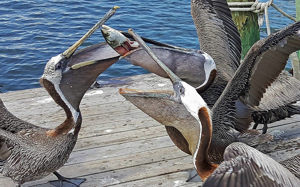 Pelicans with Fish - ID: 15618927 © John D. Jones