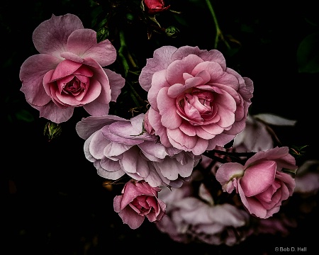 Victorian Roses