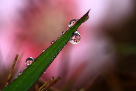 Wildflowers, Raindrops And A Bug
