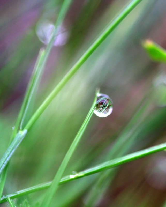 A Raindrop In Paradise