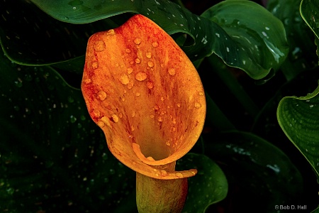 Lilly In The Rain