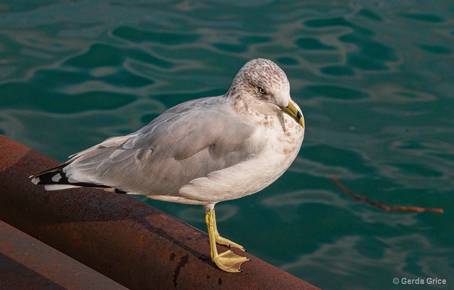 Juvenile Gull at Harbourfront