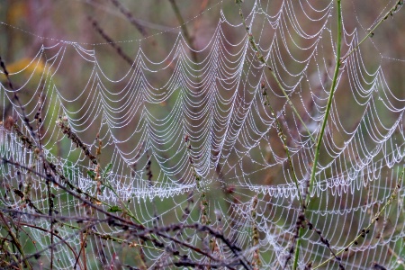 Web In The Morning