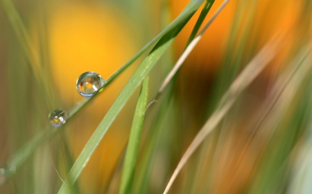 Soft Grass With Raindrops