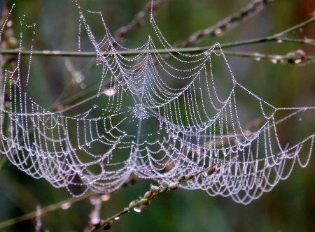 Web In The Morning
