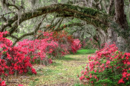 Down the Magnolia Path