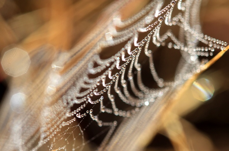 Grasses On Webs