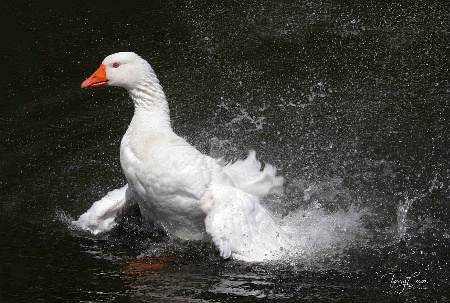 Bath Time 