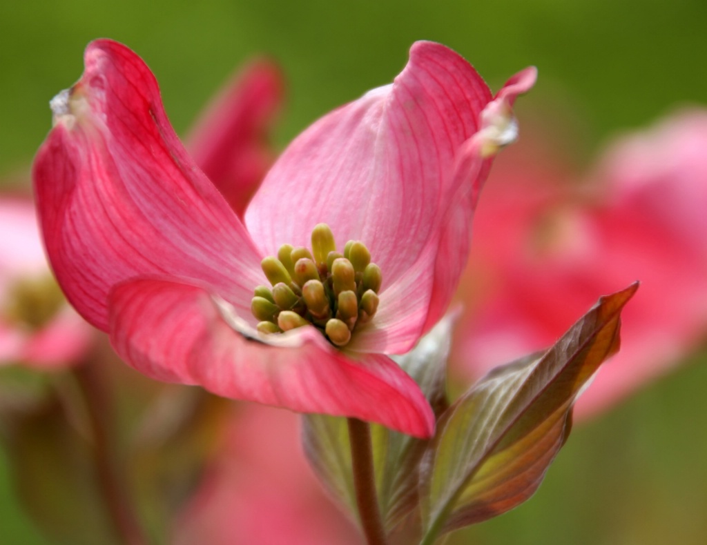 Pink Dogwood Blossom - ID: 15641550 © Carolyn  M. Fletcher