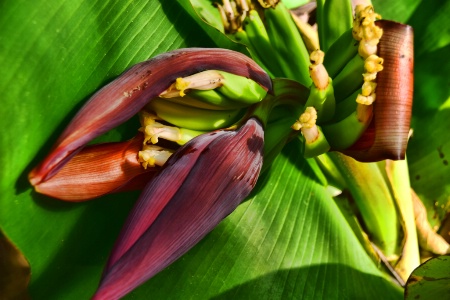 ANOTHER BANANA FLOWER