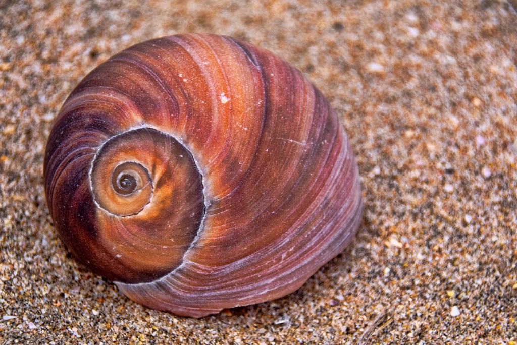 A SNAIL