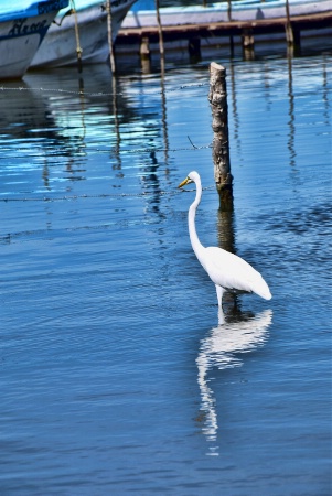 AN EGRET AND ITS REFLECTION