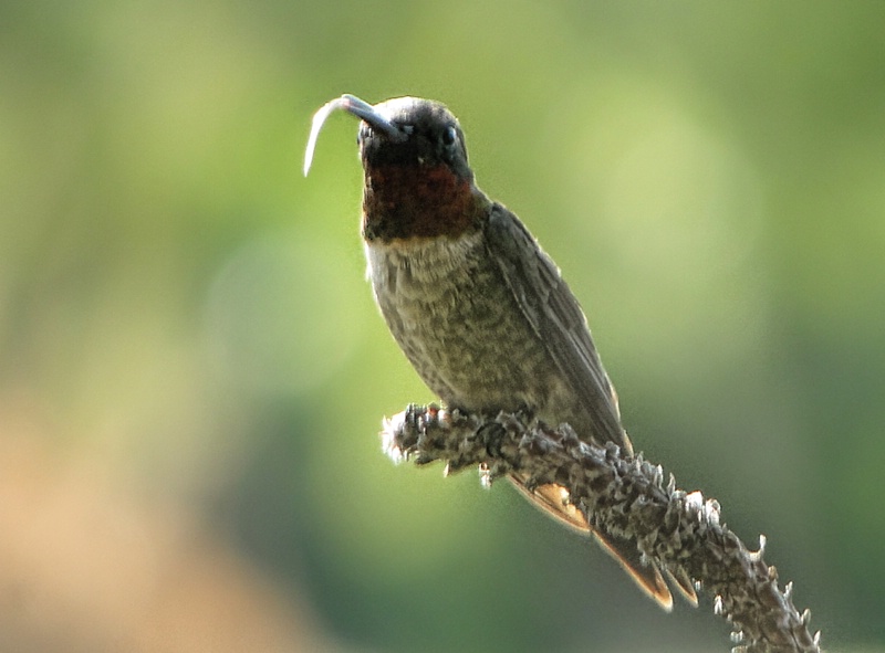 Ever See A Hummingbird Tongue?