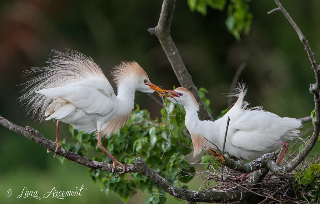 Sticks For The Nest, My Love