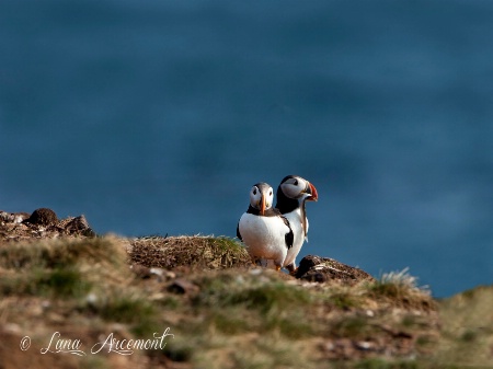 Puffins