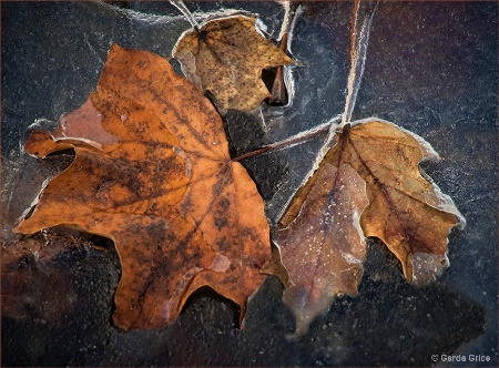 Warm Autumn Colours Preserved in Ice