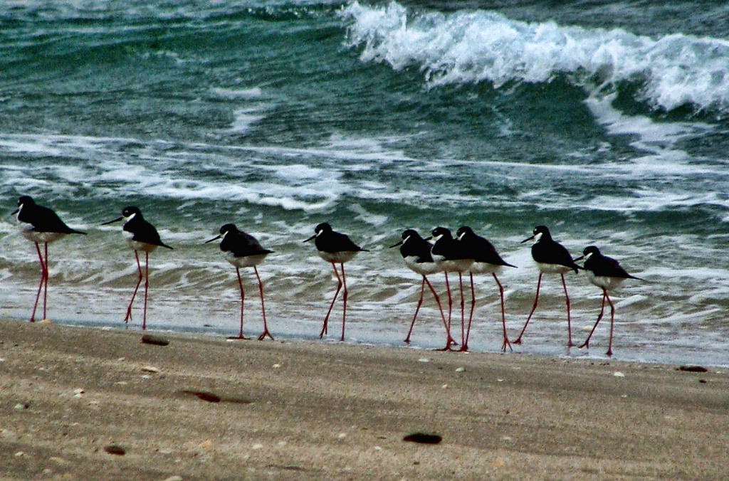 LONG LEGS BIRDS