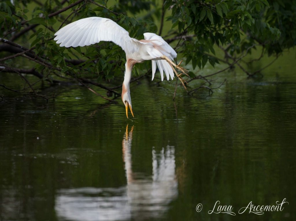 Cattle Egret Reflection