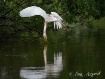 Cattle Egret Refl...