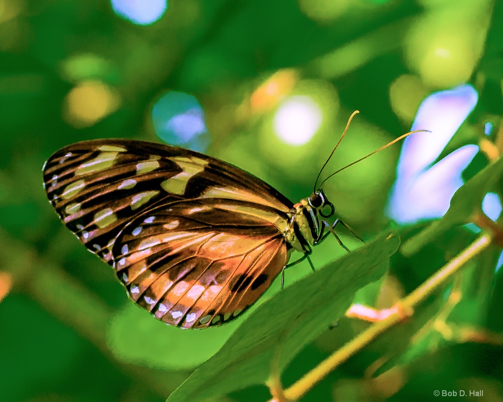 Longwing