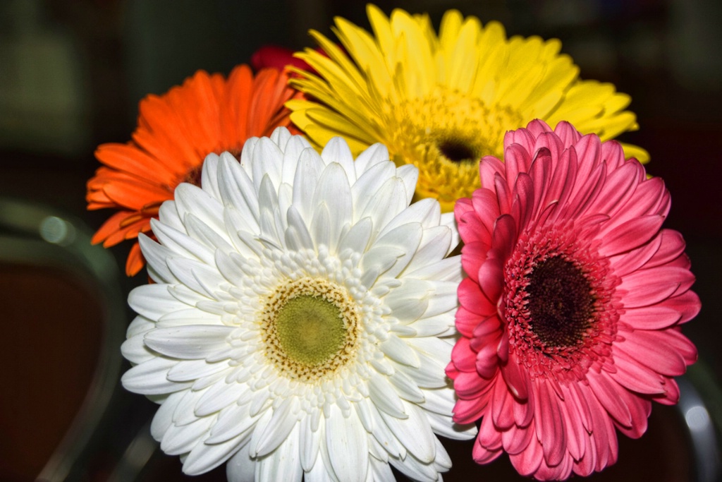 GERBERAS