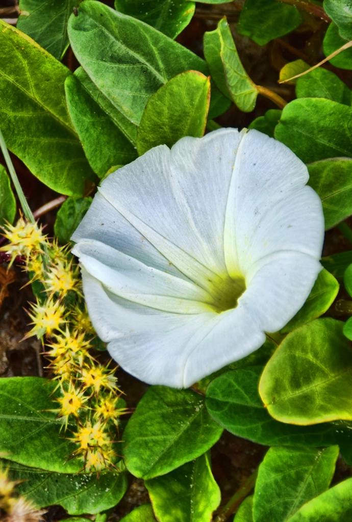 WHITE WILDFLOWER