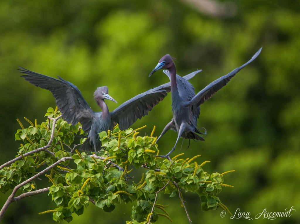 Little Blue Herons