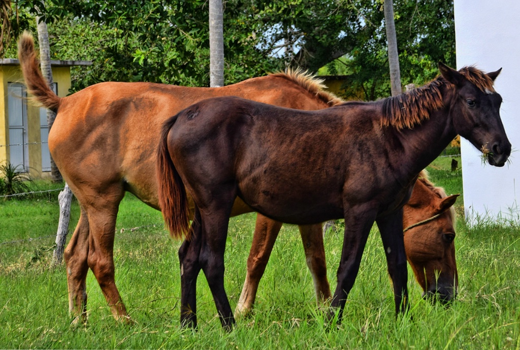 A PAIR OF HORSES